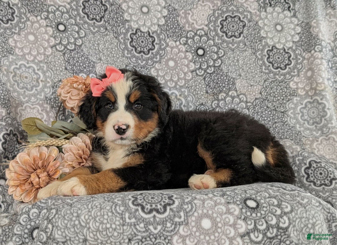 Bernese Mountain Dog dogs for sale: Emma - Image 7