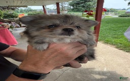 Pomeranian dogs for sale: Rusty - Image 11