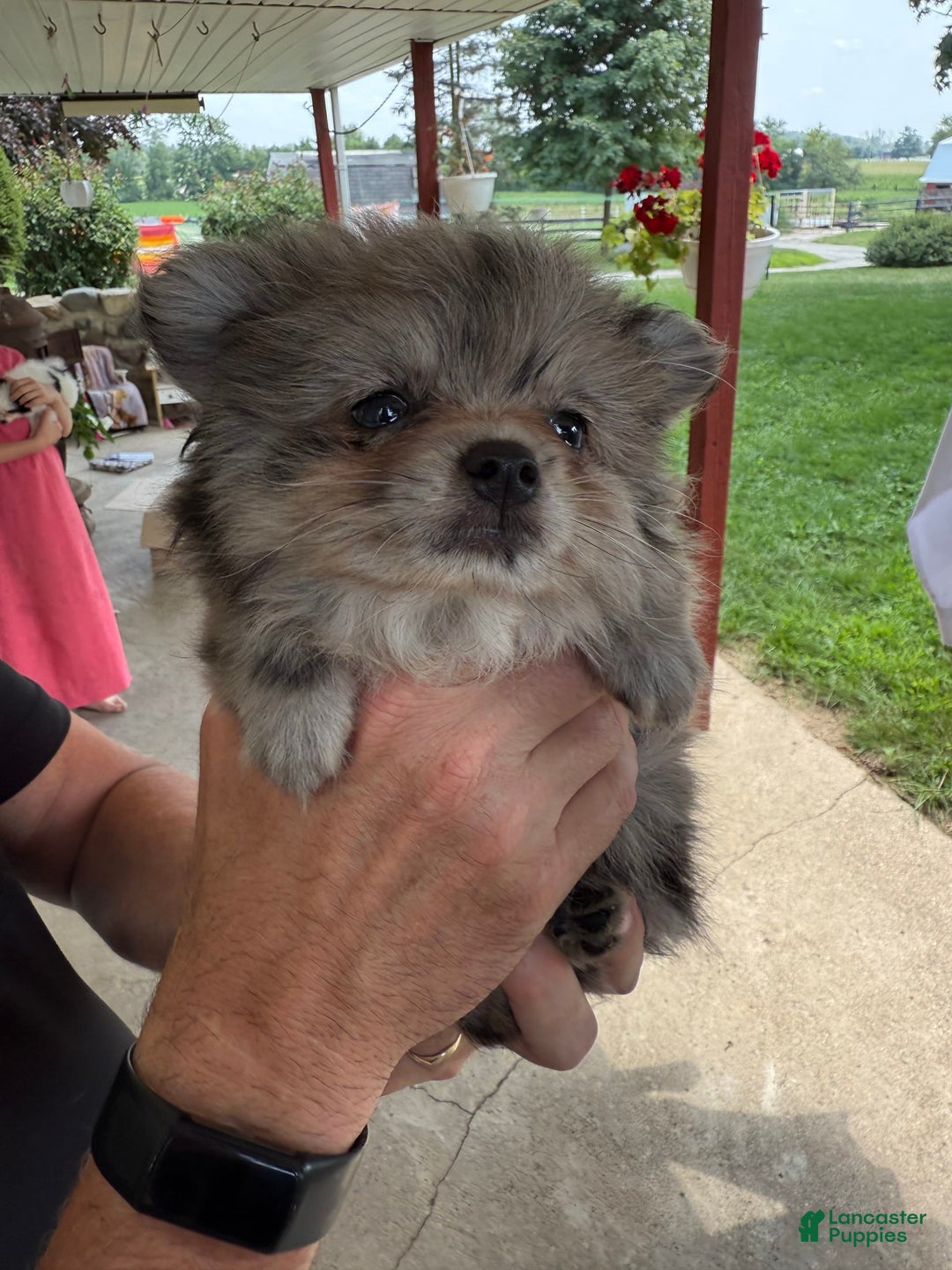 Pomeranian dogs for sale: Rusty - Image 11