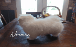 Morkie dogs for sale: Norman - Image 2