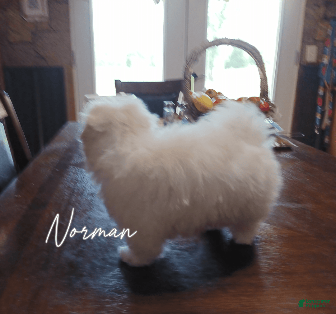 Morkie dogs for sale: Norman - Image 2