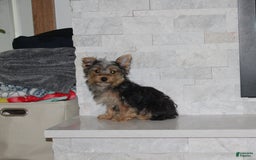 Yorkshire Terrier dogs for sale: Prince - Image 8