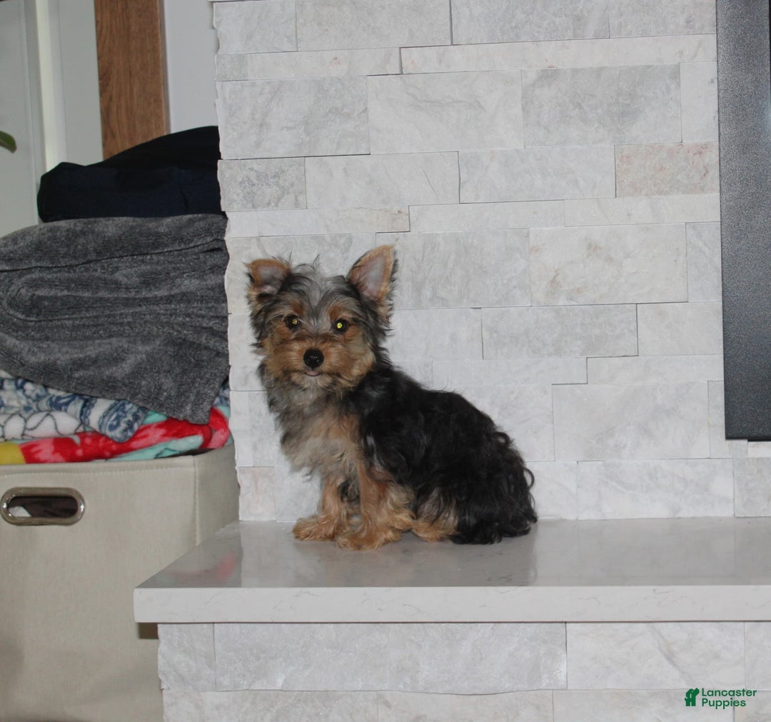 Yorkshire Terrier dogs for sale: Prince - Image 8