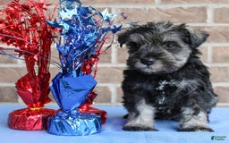 Miniature Schnauzer dogs for sale: Keira - Image 2
