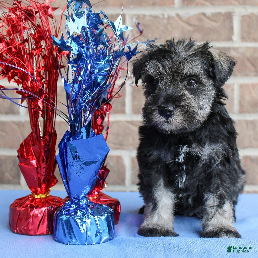 Miniature Schnauzer dogs for sale: Keira - Image 2