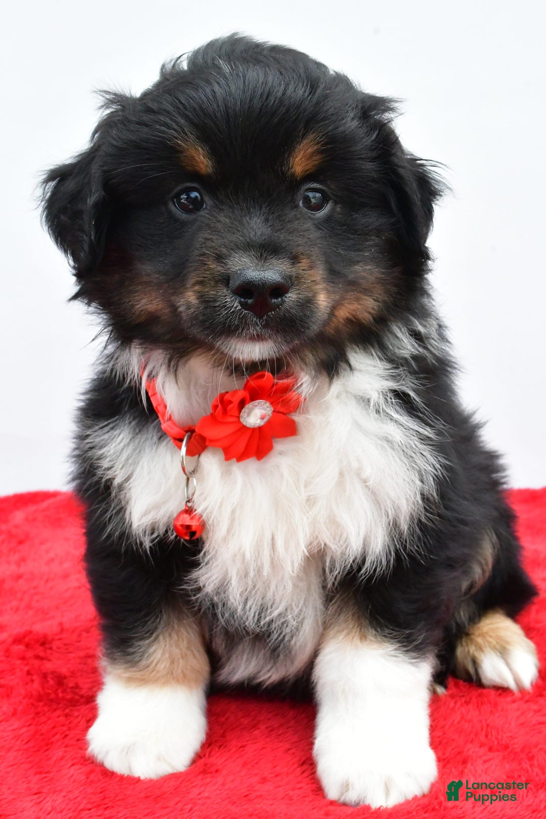 Miniature Australian Shepherd dogs for sale: Liam - Image 3