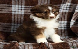 Australian Shepherd dogs for sale: Buster - Image 6