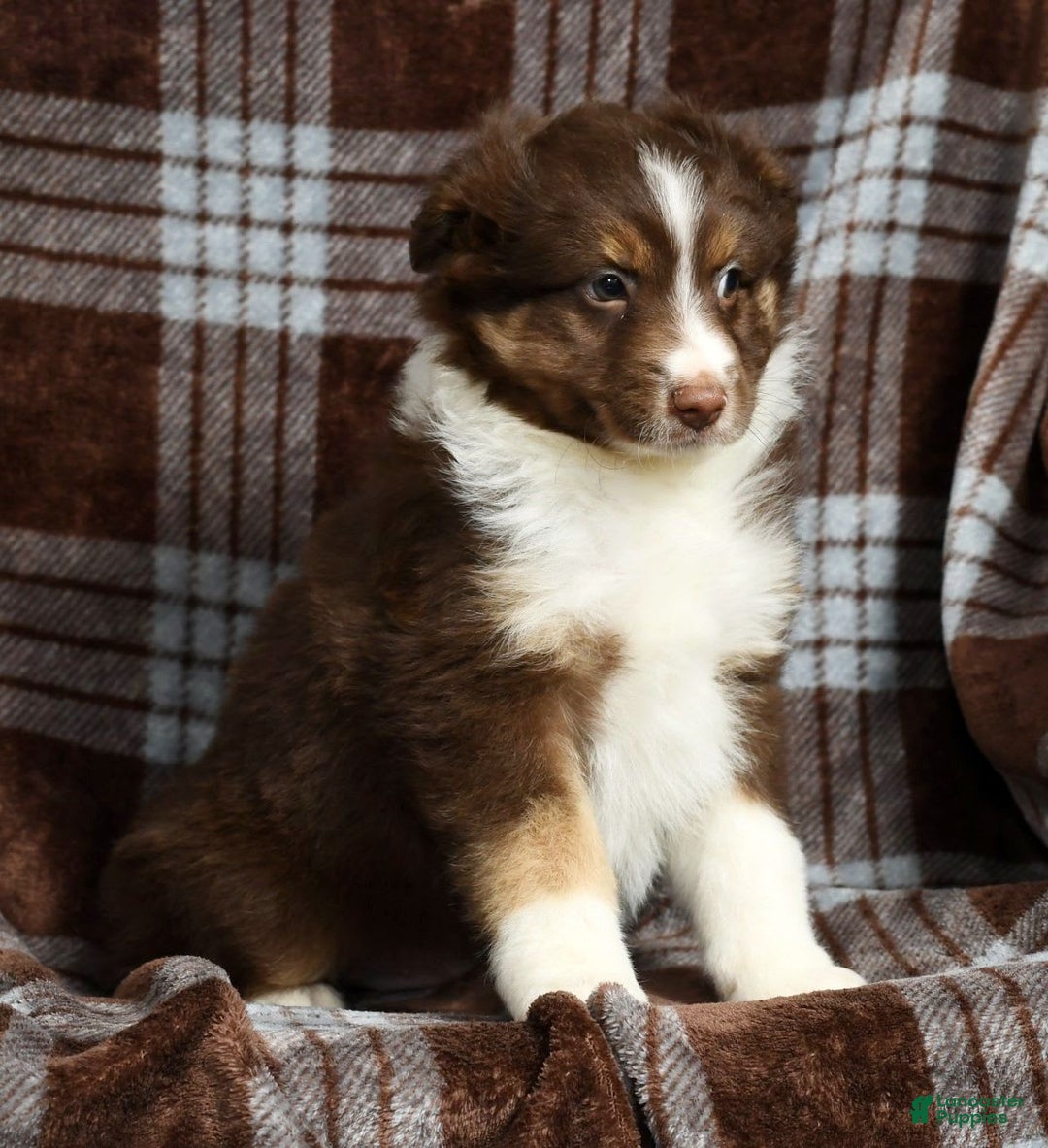 Australian Shepherd dogs for sale: Buster - Image 6