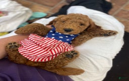Mini Goldendoodle dogs for sale: Cubby - Image 4
