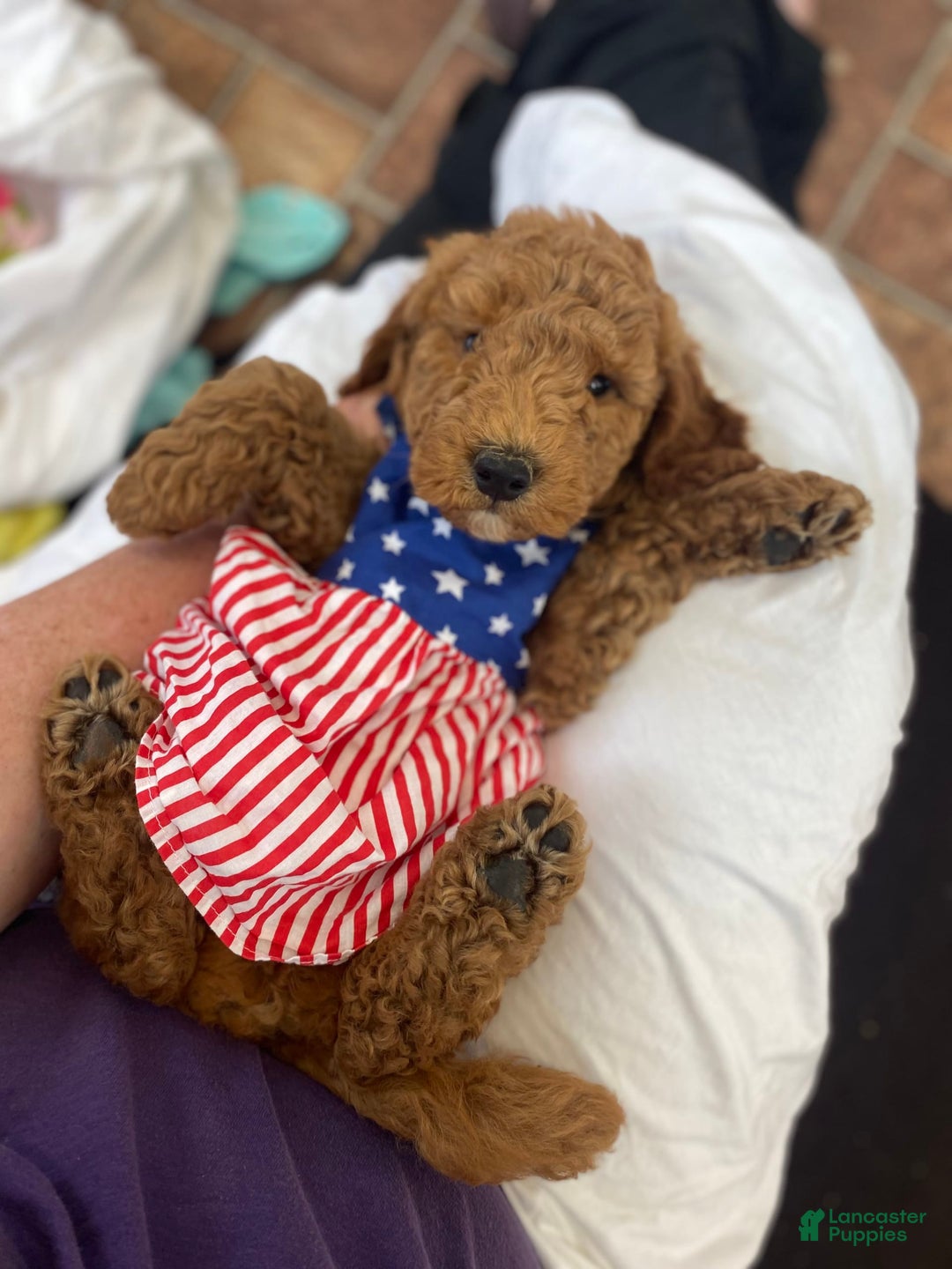 Mini Goldendoodle dogs for sale: Cubby - Image 4