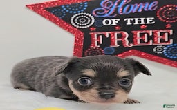 Chihuahua dogs for sale: Liz - Image 2