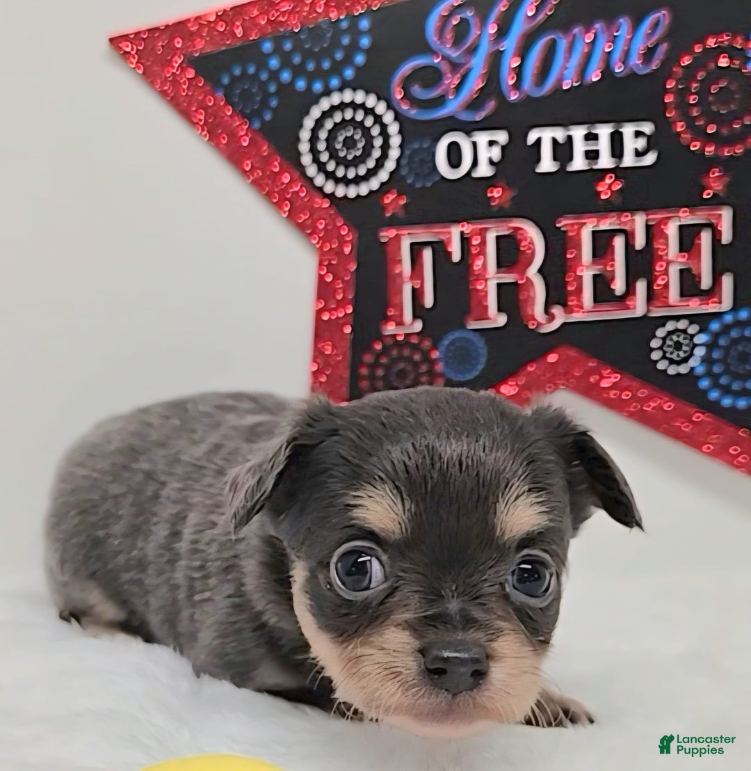 Chihuahua dogs for sale: Liz - Image 2