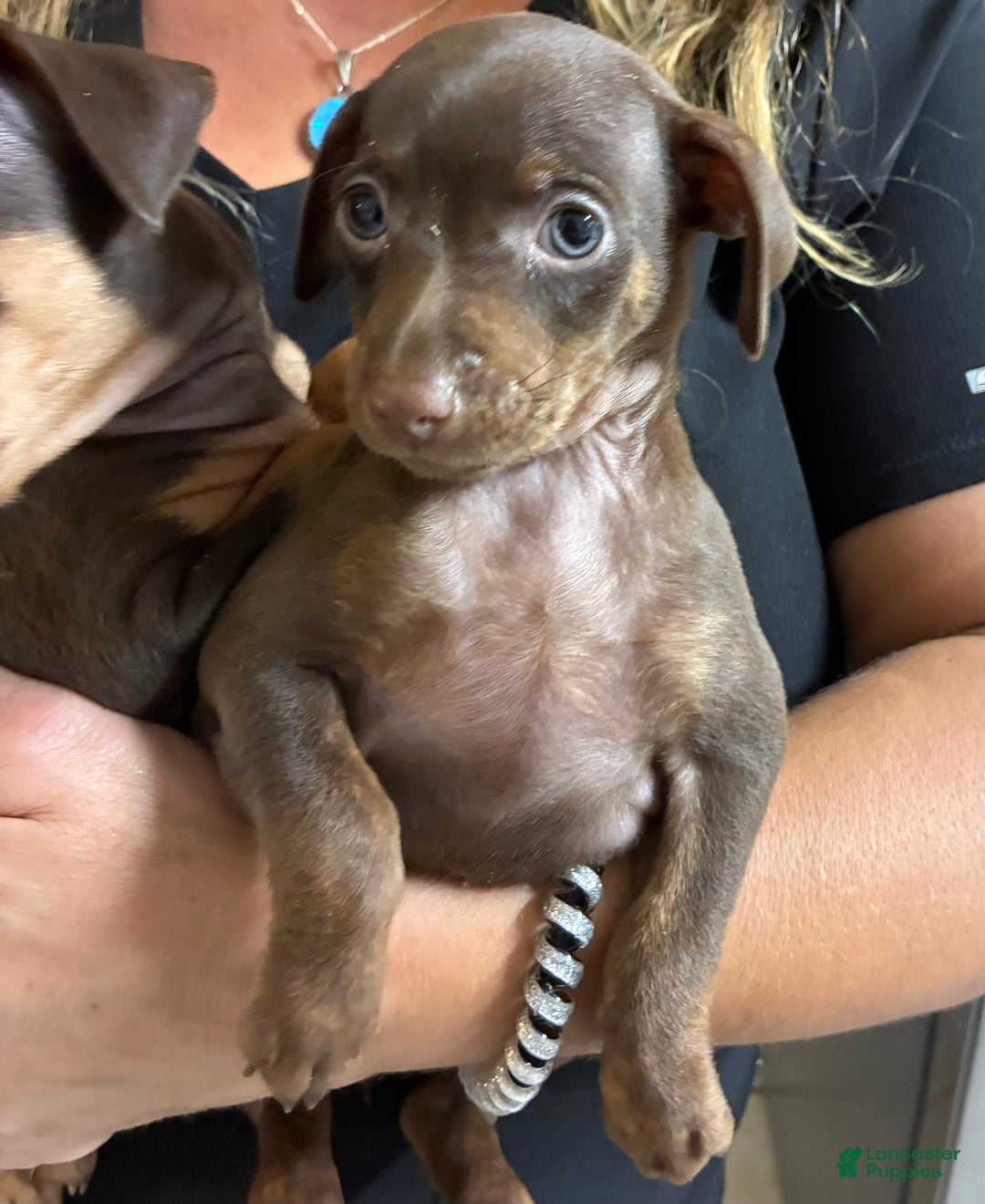 Miniature Pinscher dogs for sale: Petunia - Image 4