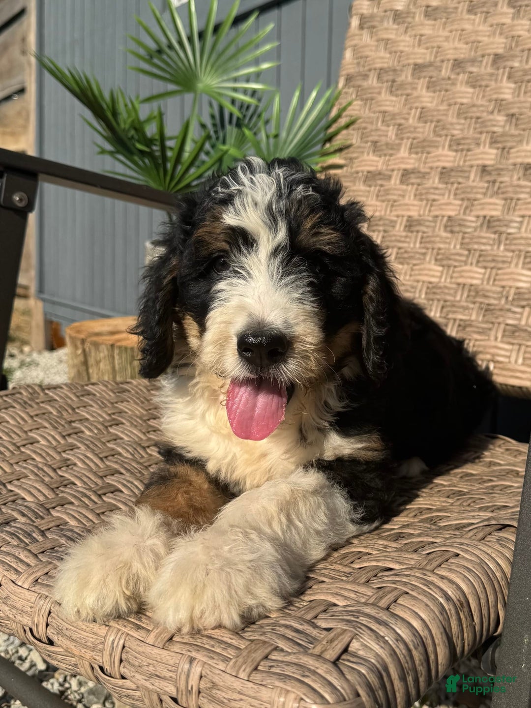 Bernedoodle dogs for sale: Sadie - Image 3