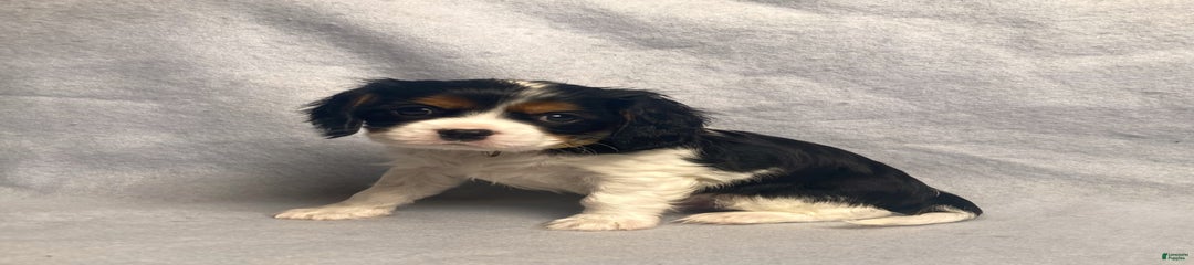Toby