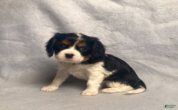 Cavalier King Charles Spaniel dogs for sale - Ad 3