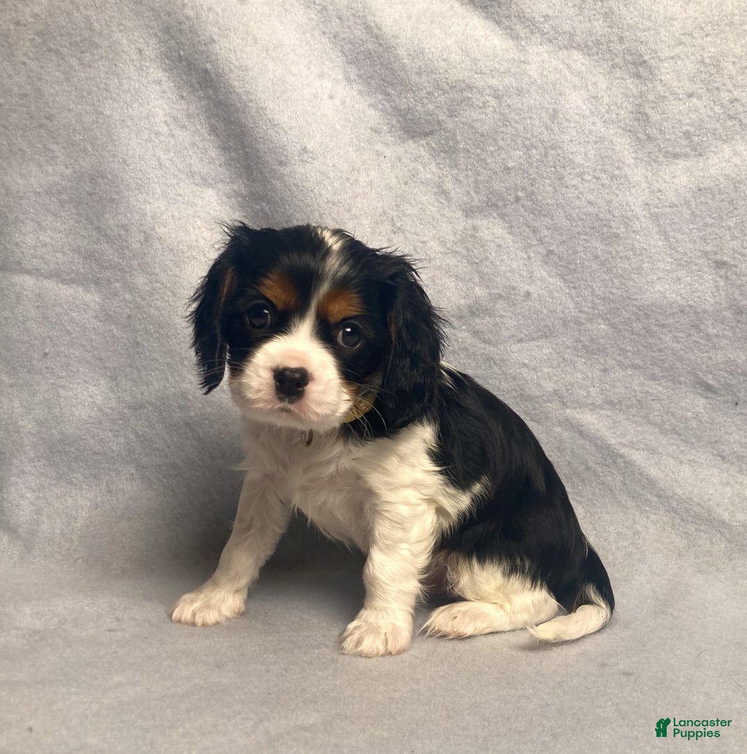 Cavalier King Charles Spaniel dogs for sale: Toby - Image 1