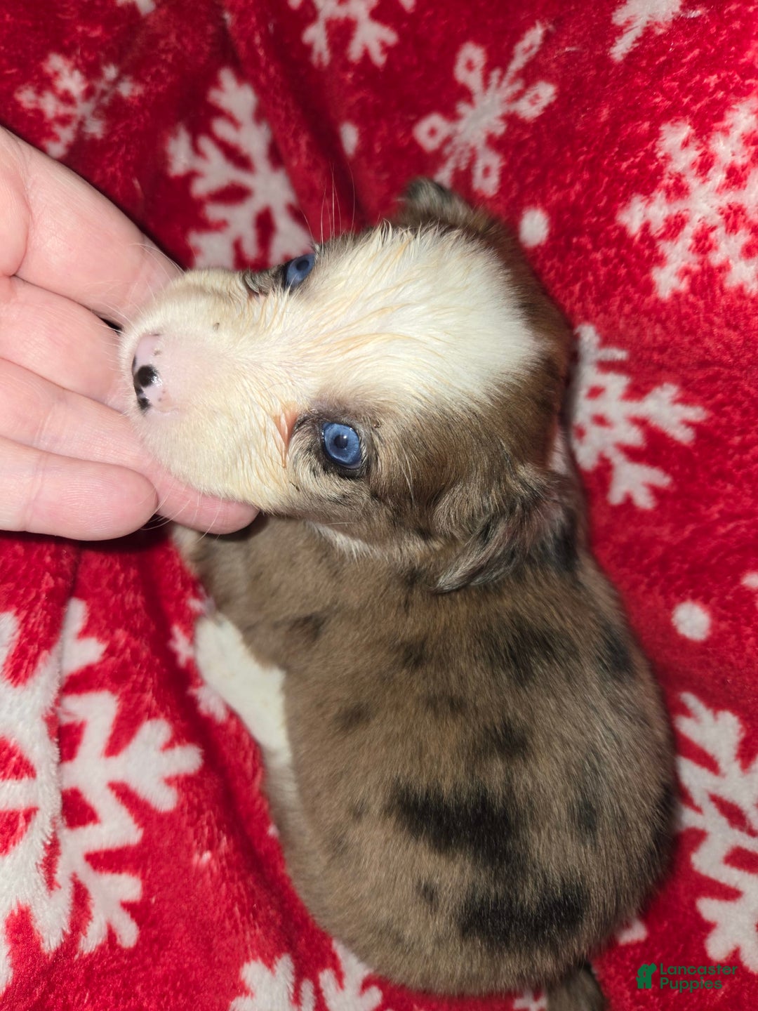 Chihuahua dogs for sale: Merle Girl 2 Blue eyes - Image 1