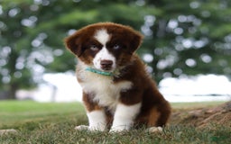 Australian Shepherd dogs for sale: Snorkel - Image 10