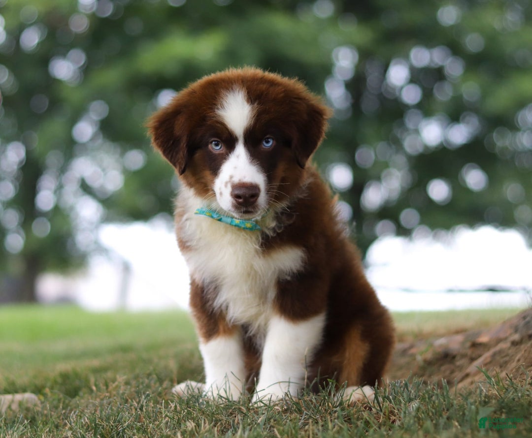 Australian Shepherd dogs for sale: Snorkel - Image 10