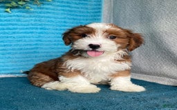 Havanese dogs for sale: Buster - Image 7