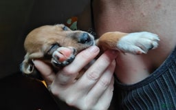 Beagle dogs for sale: Socks - Image 5