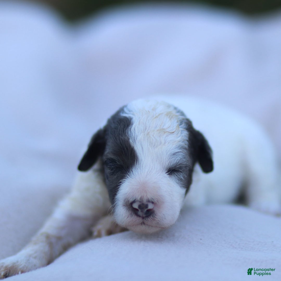 Goldendoodle dogs for sale: Oakland - Image 1