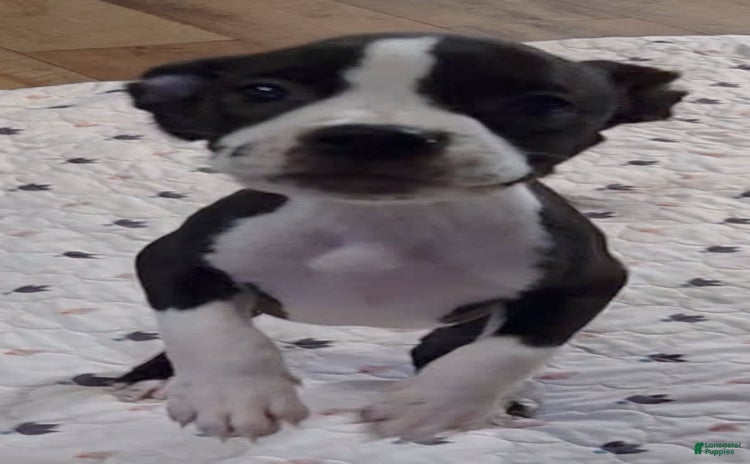 American Pit Bull Terrier dogs - Advert 9