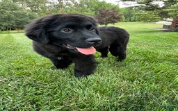 Newfoundland dogs for sale: Amara - Image 4