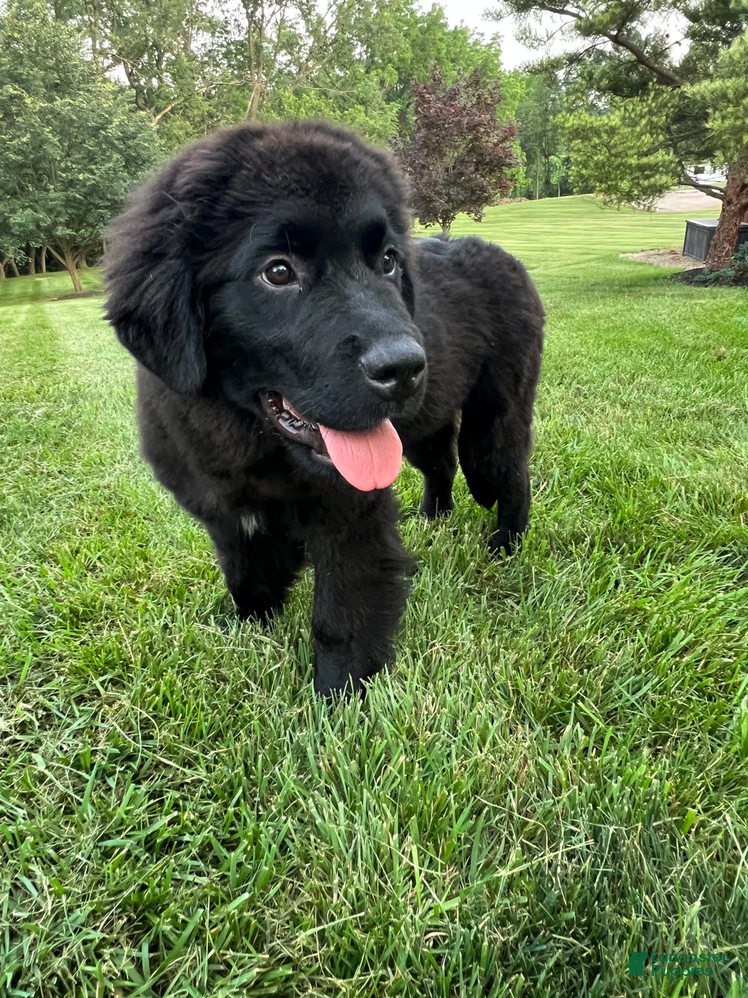 Newfoundland dogs for sale: Amara - Image 4