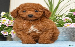 Miniature Poodle dogs for sale: Rhett - Image 1