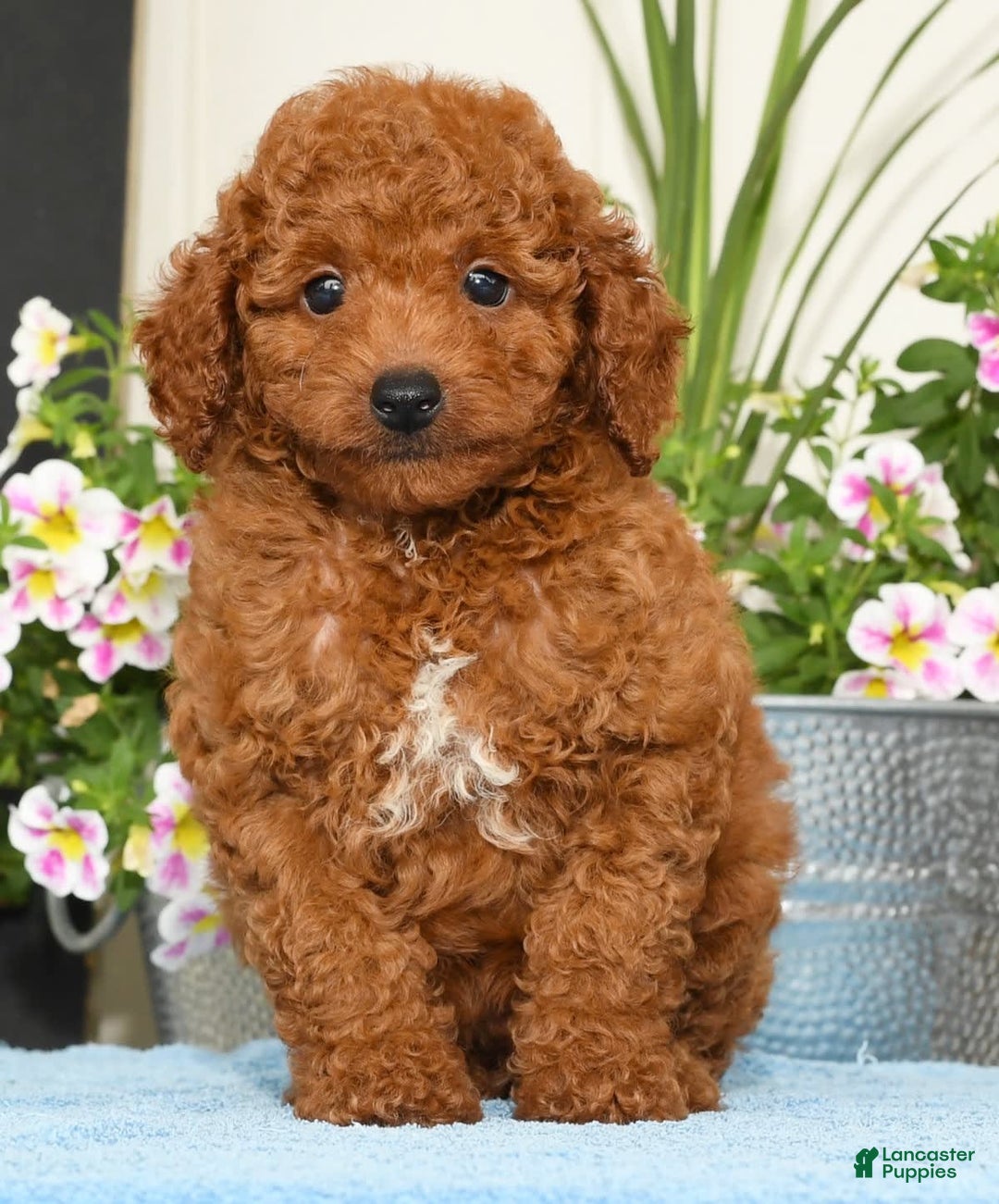 Miniature Poodle dogs for sale: Rhett - Image 1