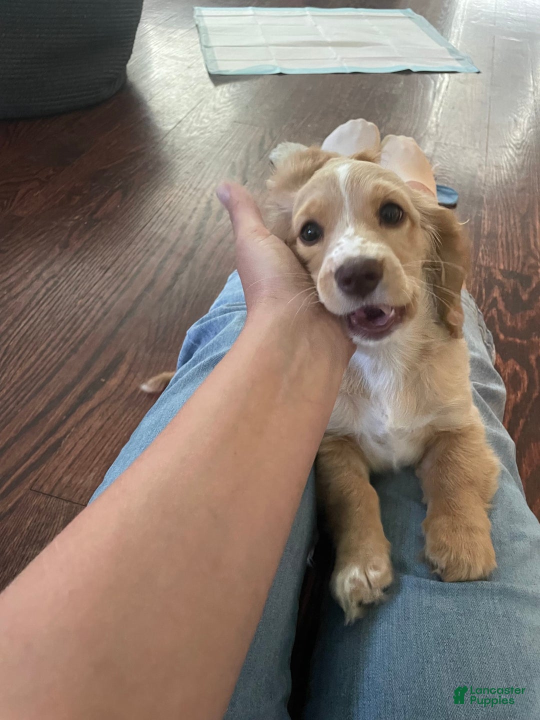 Dachshund dogs for sale: Sandy - Image 3