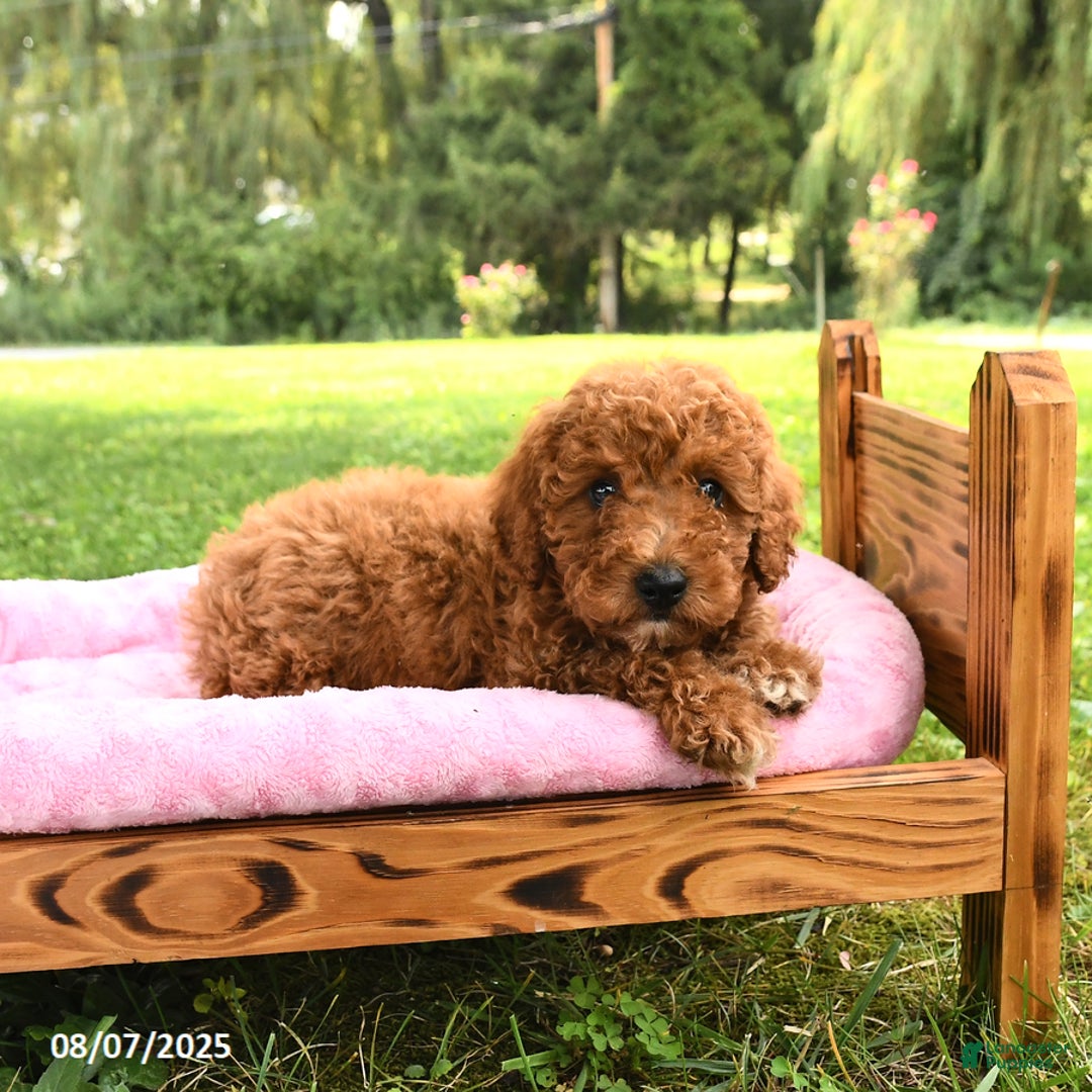 Miniature Poodle dogs for sale: Angel - Image 3