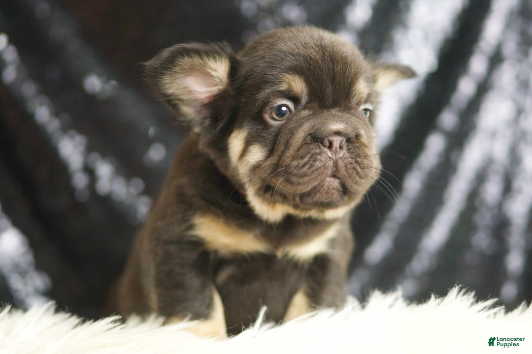 French Bulldog dogs for sale: Alexa - Image 5