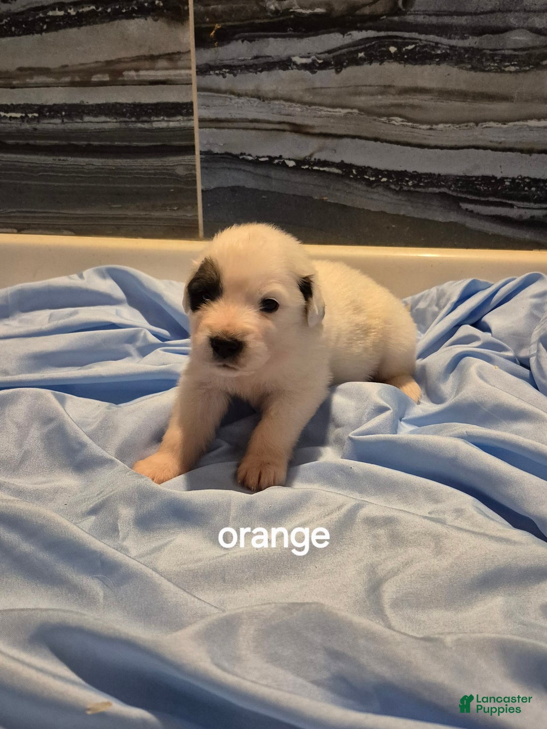 Great Pyrenees dogs for sale: Orange - Image 2