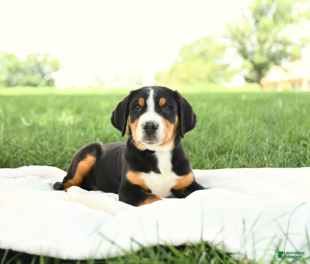 Greater Swiss Mountain Dog dogs for sale: Harvey - Image 13