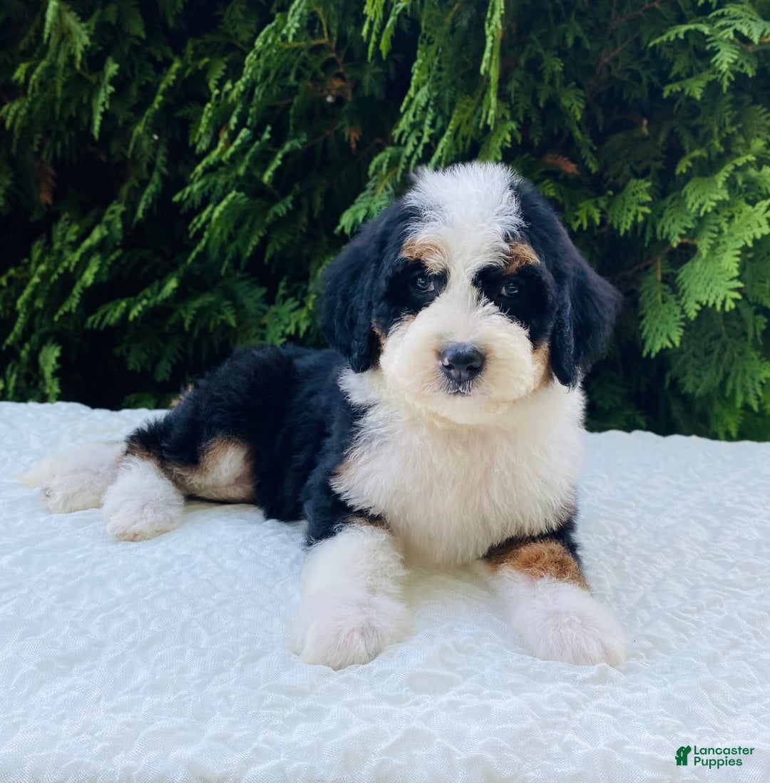 Bernedoodle dogs for sale: Amber - Image 1