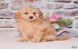 Maltipoo dogs for sale: Asher - Image 3