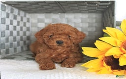 Miniature Poodle dogs for sale: Romeo - Image 5