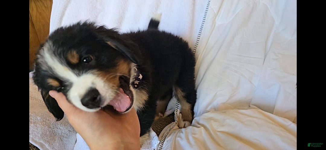 Bernese Mountain Dog dogs for sale: Winter - Image 1