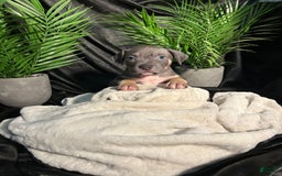 American Bully dogs for sale: Wolf - Image 4