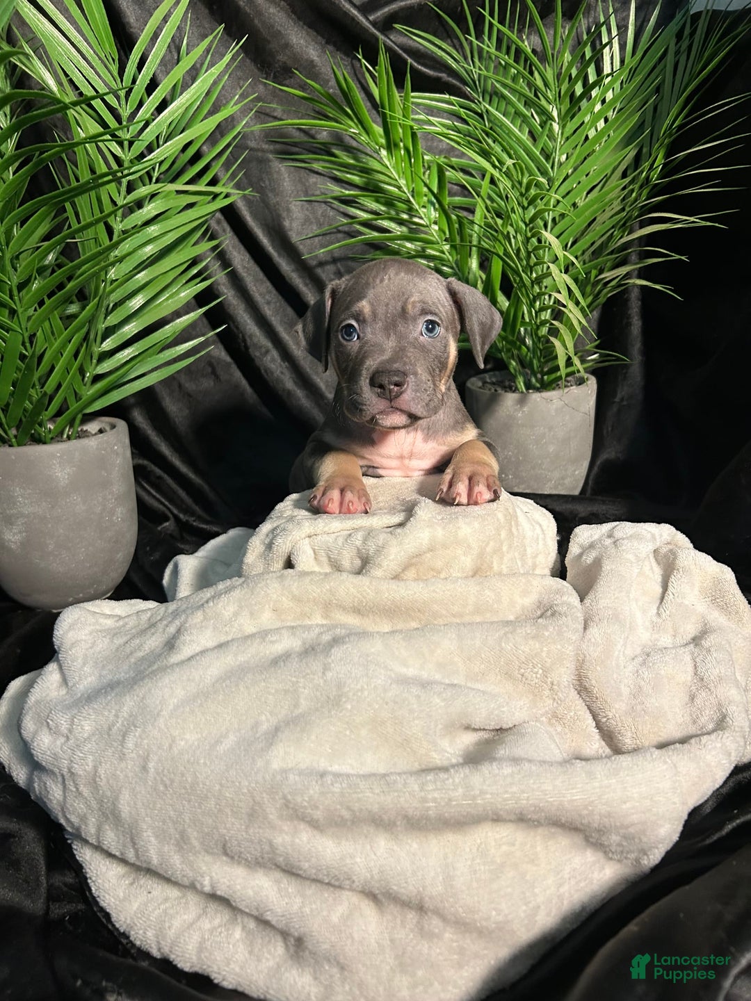 American Bully dogs for sale: Wolf - Image 4