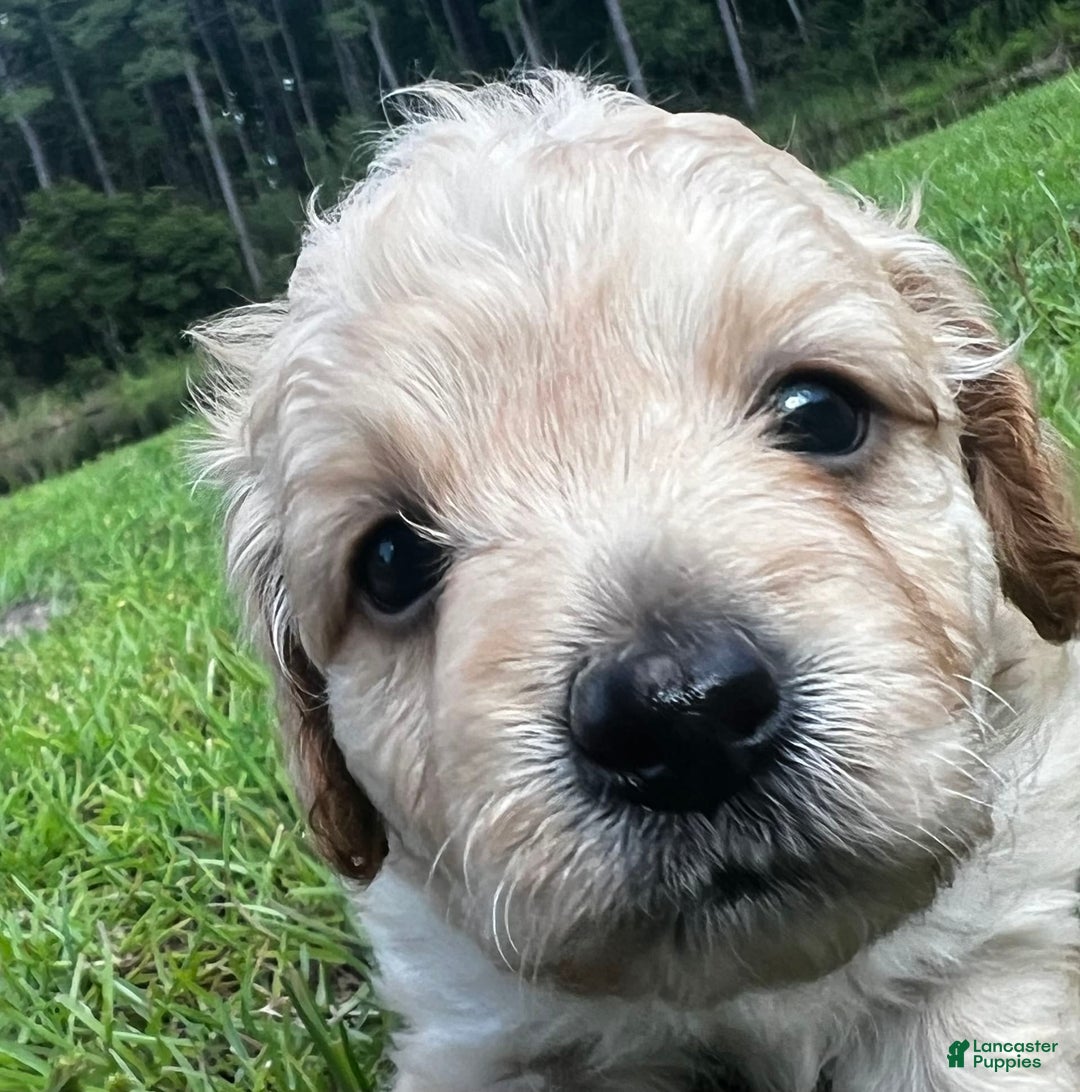 Aussiedoodle dogs for sale: Beau - Image 8