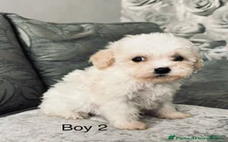 Cavachon dogs for sale: Willy - Image 2