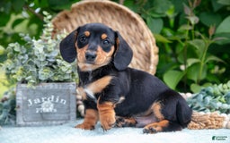 Miniature Dachshund dogs for sale: Onyx - Image 7