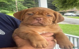 Dogue De Bordeaux dogs for sale: Pink Collar Female - Image 4