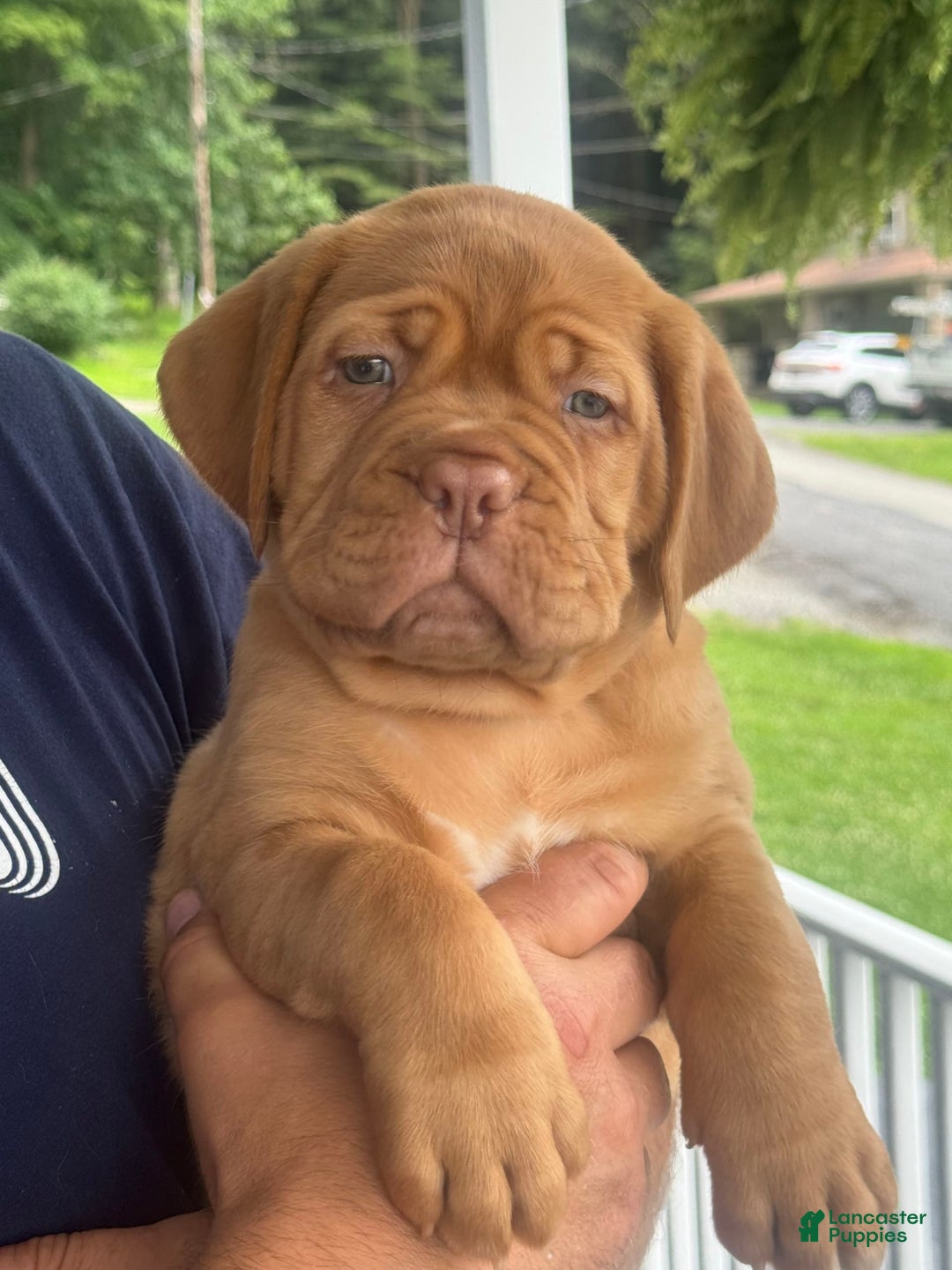 Dogue De Bordeaux dogs for sale: Pink Collar Female - Image 4