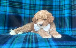 Cavapoo dogs for sale: Denver - Image 2