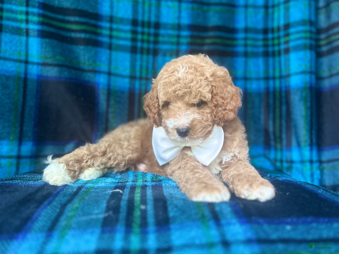 Cavapoo dogs for sale: Denver - Image 2